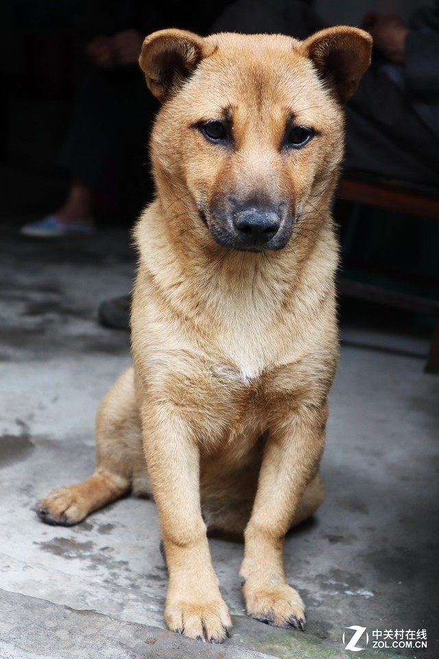 专业无负担 佳能G7X MarkII让摄影更轻松