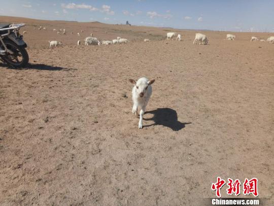 内蒙古遇1961年以来最热春季 局地已形成特大旱情