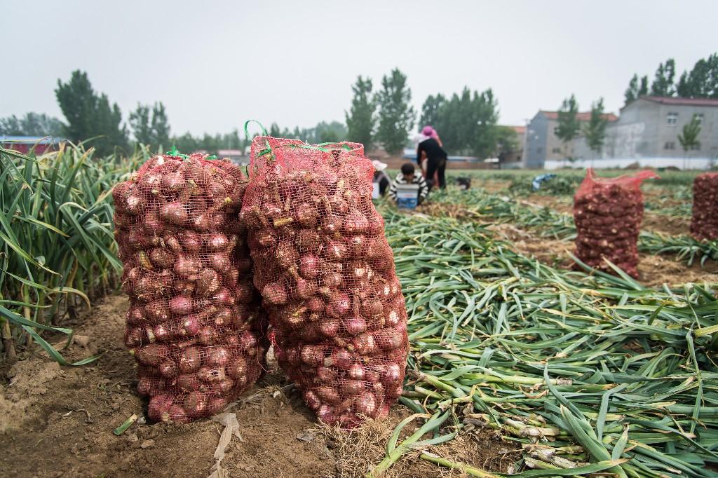滞销蒜成网红蒜,拼多多神操作获农民称赞