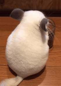 龙猫崽崽背影销魂,众网友抓狂:糟了!这q弹的糯米糍粑