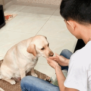 狗子:就你这智商就别跟我玩了,我假装没看到,省得你尴尬