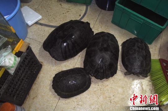 广州查获两起特大网络非法销售野生动物案