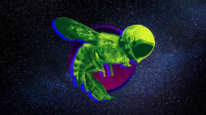 “太空蜜蜂杀手”：可能是地球上最神奇的工作