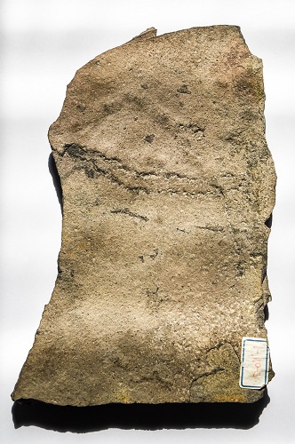 美媒：科学家在中国三峡地区发现地球最古老动物足迹