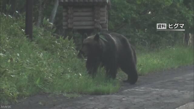 绝迹百年棕熊重现日本北海道 当局：暂无危险不主动驱逐
