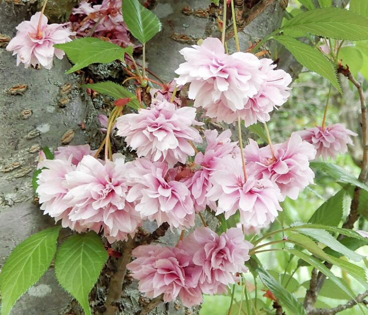 与英国牛津大学签署合作协议 日本将迎回5种本土绝迹樱花