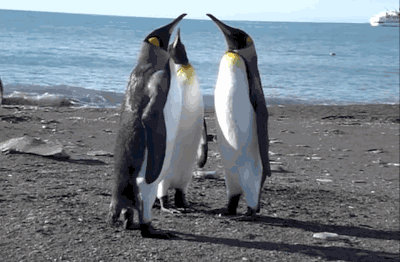 壁纸 动物 企鹅 400_262 gif 动态图 动图