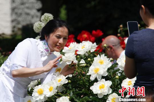加拿大奥沙瓦牡丹节被冠名“中国传统文化周”
