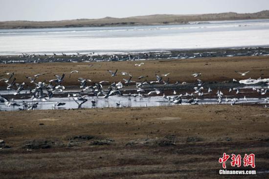 青海湖万余夏候鸟进入筑巢繁殖期 部分栖息地发生变化