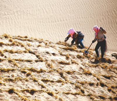 荒漠化治理的中国“药方”：顺应自然，低覆盖度治沙