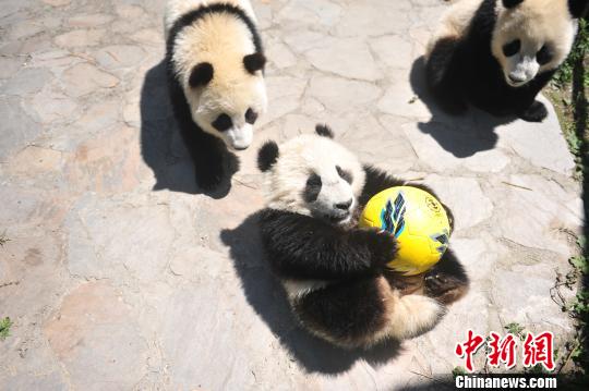中国大熊猫保护研究中心将办“熊猫玩转世界杯”活动