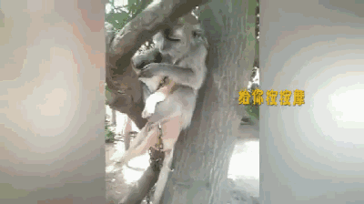 之间狗子很害怕,差点掉下去, 关键事件猴子使出了猴友力, 把狗子掰了