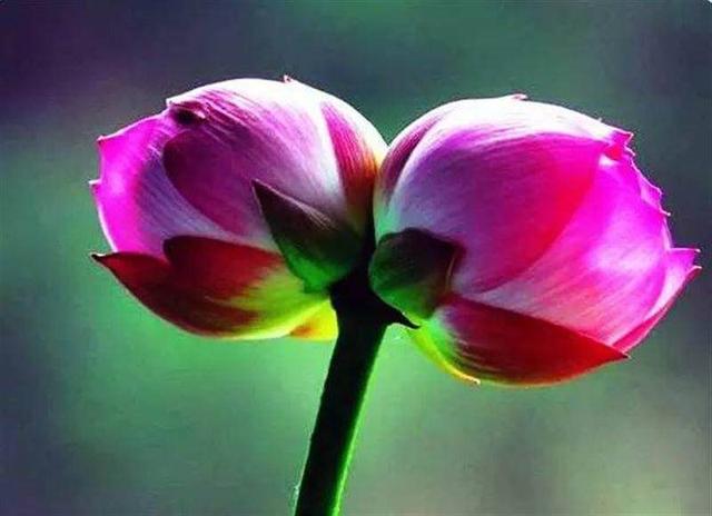 周延锋美文美图:我和你要做人间并蒂花(并蒂花动人