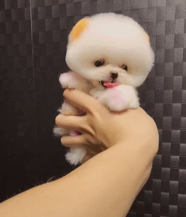 狗的心脏位置平面图