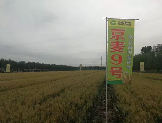 杂交水稻解决了中国人的吃饭问题，现在杂交小麦也来了