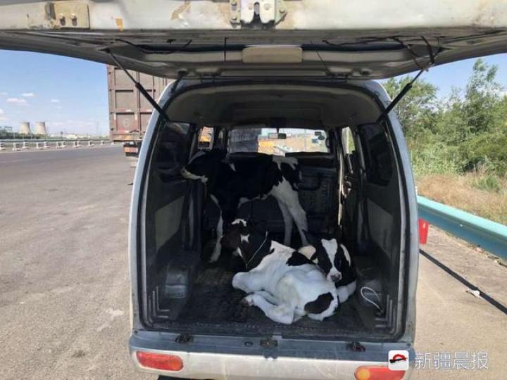 交警例查面包车 打开车门瞅见三头牛