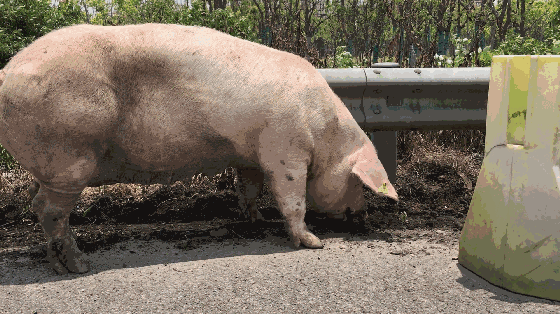 惊人一幕!12头肥猪在嘉绍高速海宁段