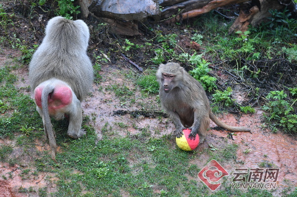 狒狒动物园开业了 EBA36B440C477F87B9D2AA24551A0A90DE8B4181_size241_w602_h401.jpeg