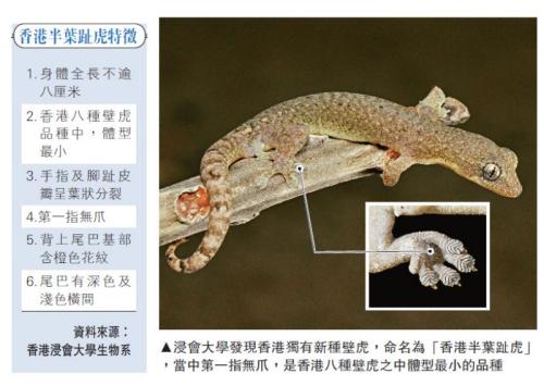 香港浸会大学发现香港独有新品种壁虎 为其命名