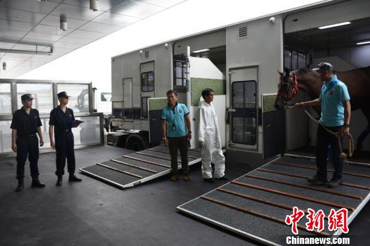 首批常驻广州从化马场的香港赛马入境