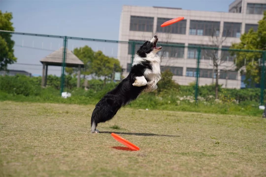 《零基础大师班 第二季》:索尼A7M3 拍狗大作