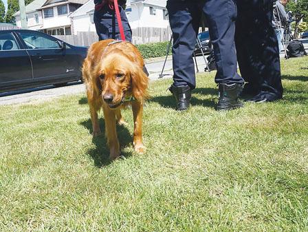 华媒：温哥华消防局引入“创伤治疗犬”助消防员减压