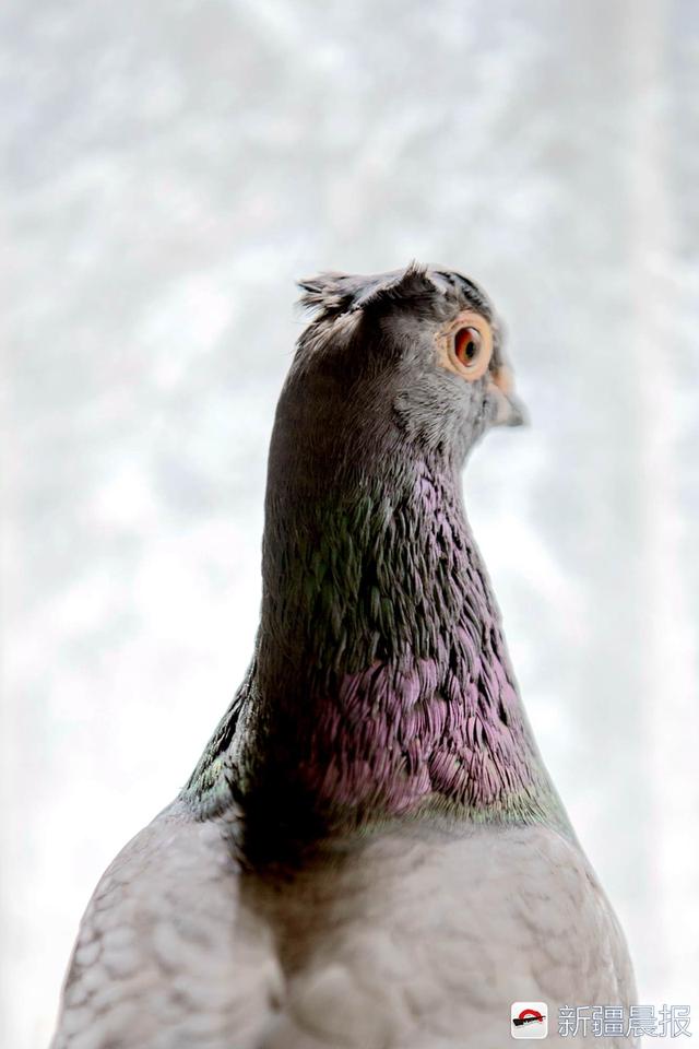 F092FD9E8EDECC068615CB32667D96664E375D3F_size49_w640_h960.jpeg