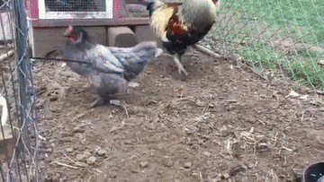 360_203 gif 动态图 动图