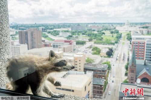 小浣熊爬到这座大厦的23层时，被楼内的人员拍摄了下来。