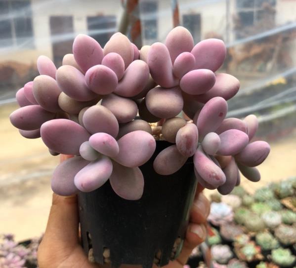 多肉植物在夏天叶片枯萎,底部有枯叶,要不要清