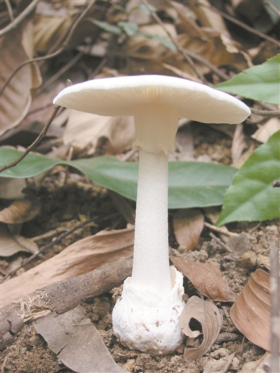 白毒伞是致命的剧毒蘑菇. 白毒伞菇:广东致人死亡最多的剧毒蘑菇