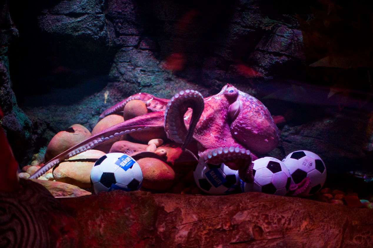 章鱼保罗神话2018年再续！章鱼鲲鲲正式出道_手机凤凰网