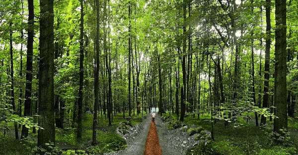 壁纸 风景 植物 桌面 600_314 gif 动态图 动图