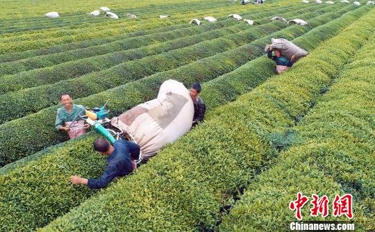 航拍江西泰和夏茶开采 茶园利用机器采茶