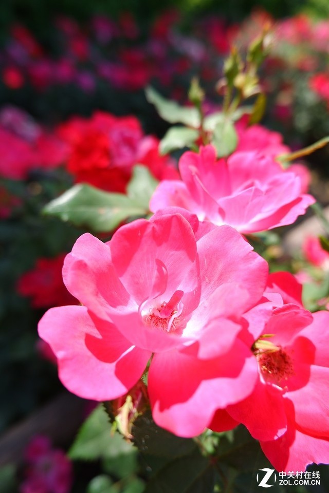 入门的高颜值享受 富士无反X-A5评测 