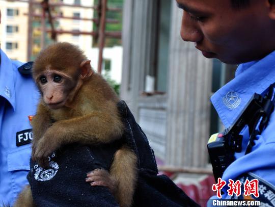 云南墨江森警救助巴掌大萌猴 系国家二级保护动物猕猴