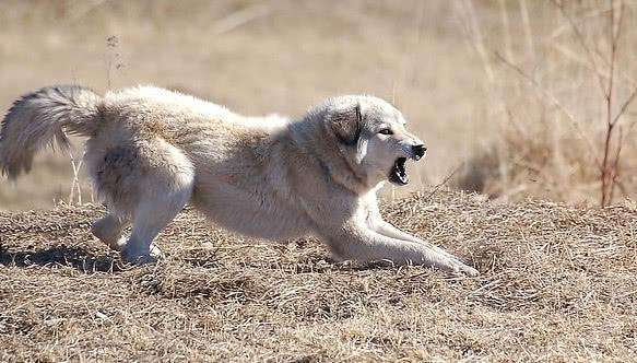 世界上猛犬打斗能力强排名, 俄罗斯高加索垫底