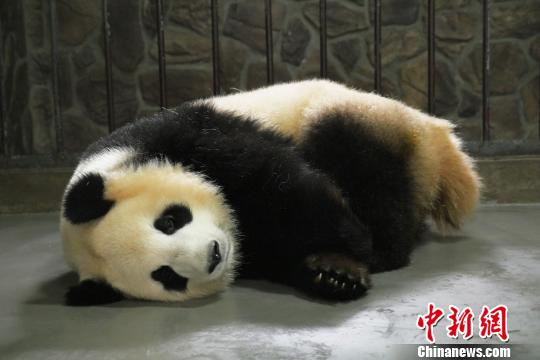 成都大熊猫“科琳”产下一只雄性大熊猫宝宝(图)