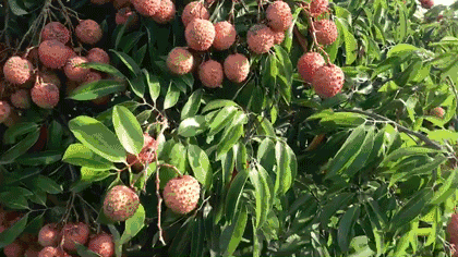 壁纸 矢量 水果 小果 植物 420_236 gif 动态图 动图