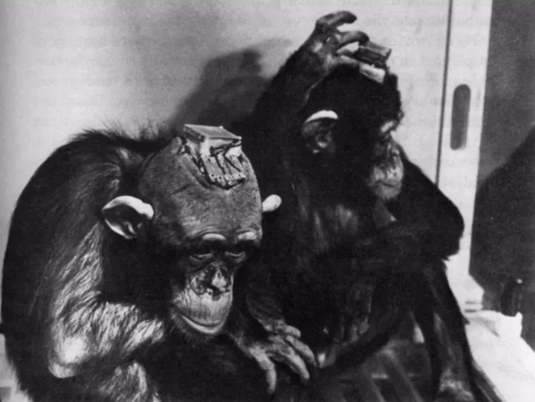 被用于实验的猩猩