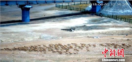 青海“生态之窗”观测藏羚羊近一月迁徙数量创新高