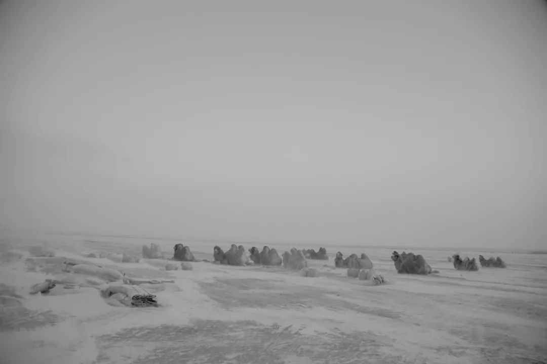 △ 2018年1月内蒙古锡盟苏尼特左旗暴风雪中的驼群