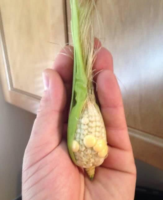 抖音泰国小榴莲火了!5种迷你蔬果,小西瓜太坑