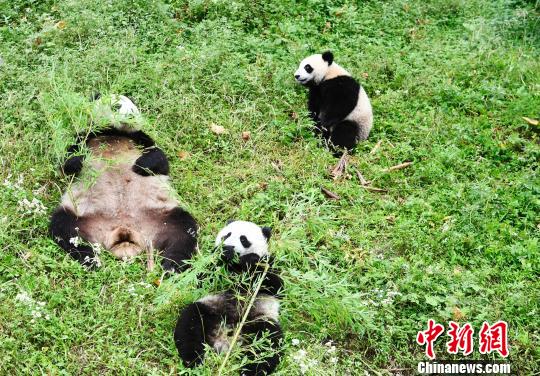 大熊猫“海子”携双胞胎宝宝玩耍 迷死大熊猫粉丝