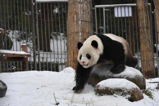 武汉动物园疑似遭虐大熊猫已回川，将接受进一步检查