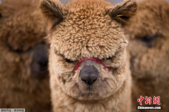 秘鲁科学家拟克隆羊驼 改善其数量和毛发质量