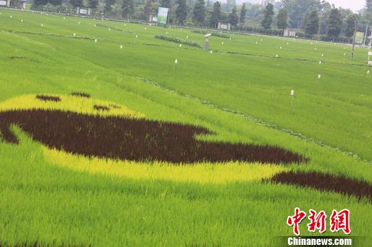 成都温江一稻田里现“大熊猫”图案 引万余游客围观拍照