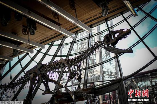 北海道恐龙化石或为暴龙类 有助揭晓恐龙体型秘密