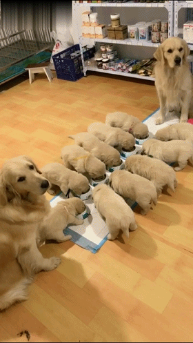 而且金毛真的特别好养,它们只要求基本的狗粮和活动空间就够了,小金毛