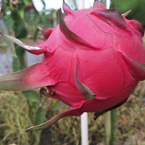 阳台种火龙果一棵结999个,原来用这个诀窍种!